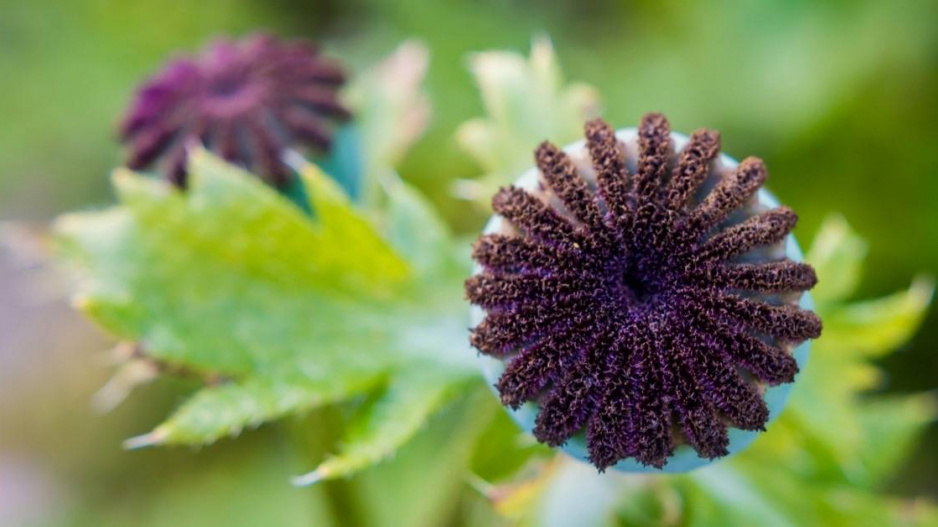 Mák východní (Papaver orientale)