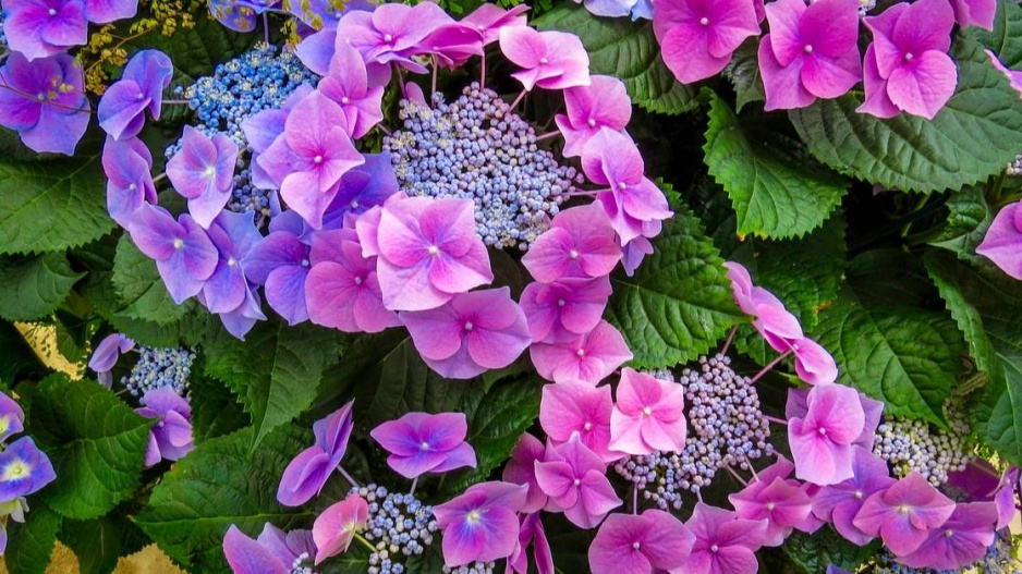 Hortenzie velkolistá (Hydrangea macrophylla) 'Blaumeise'