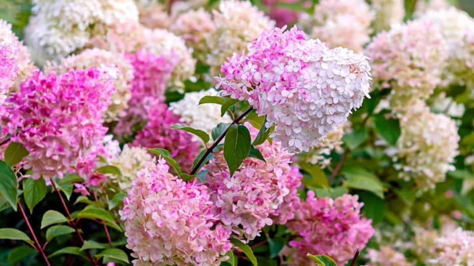 Hortenzie latnatá (Hydrangea paniculata)