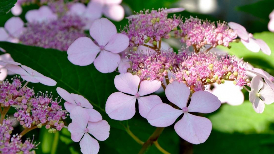 Hortenzie pilovitá (Hydrangea serrata)