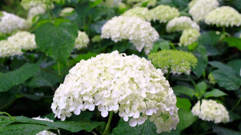 Hortenzie Druhy (barva květů, Hydrangea arborescens, Hydrangea macrophylla, nových výhonech) Hortenzie Druhy