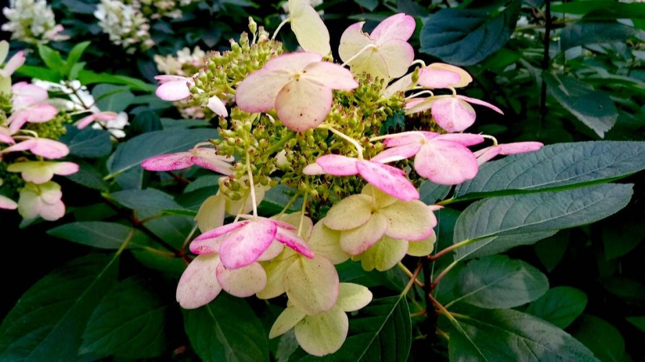 Hortenzie kosmatá (Hydrangea heteromalla)