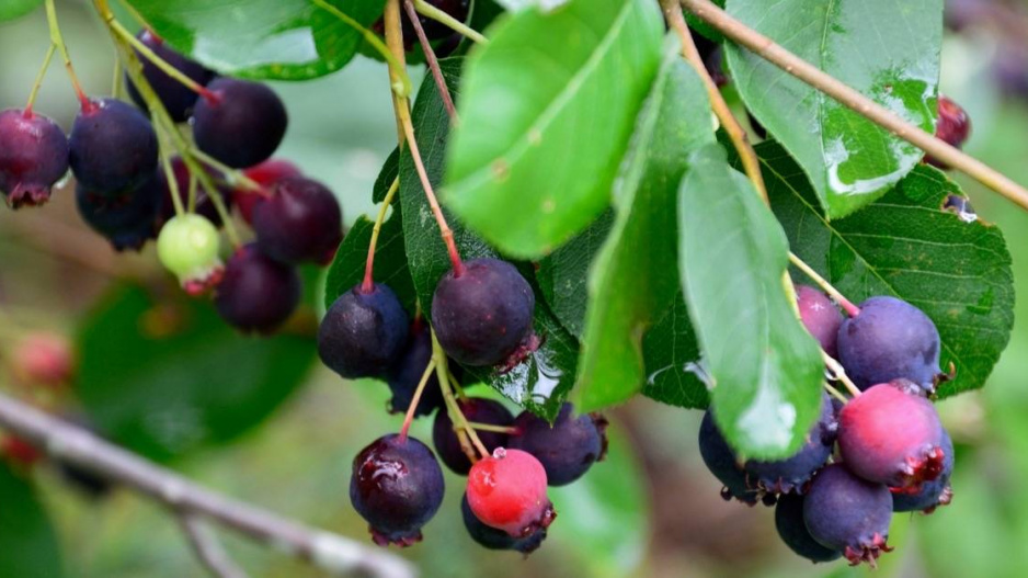 Plody muchovníku (Amelanchier)