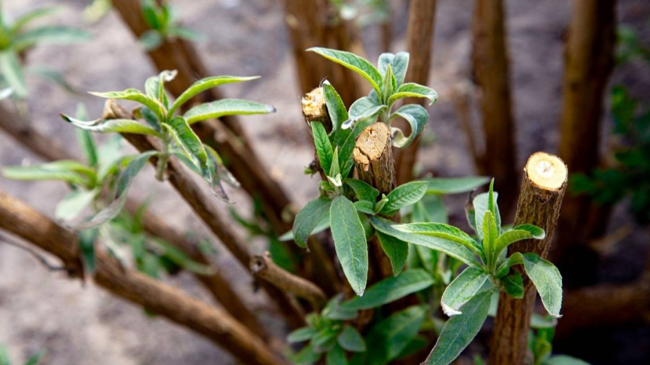 Řez komule (Buddleja davidii)