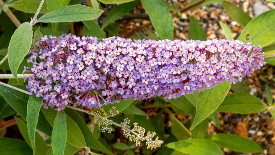 Květenství komule (Buddleja davidii)