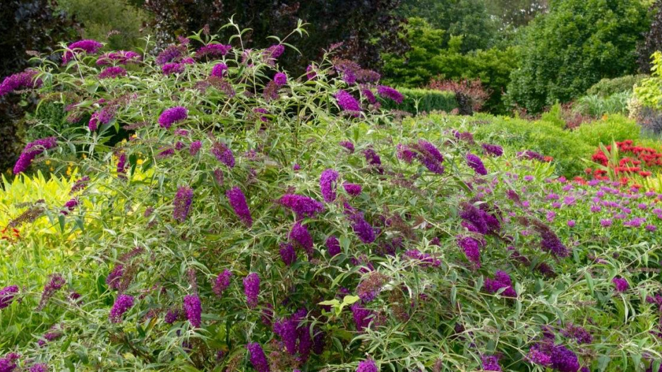 Keř komule (Buddleja davidii)