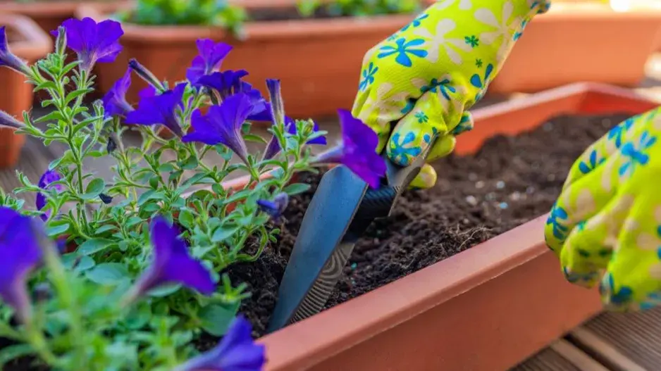 Výsadba petúnií do truhlíku Výsadba petúnií do truhlíku