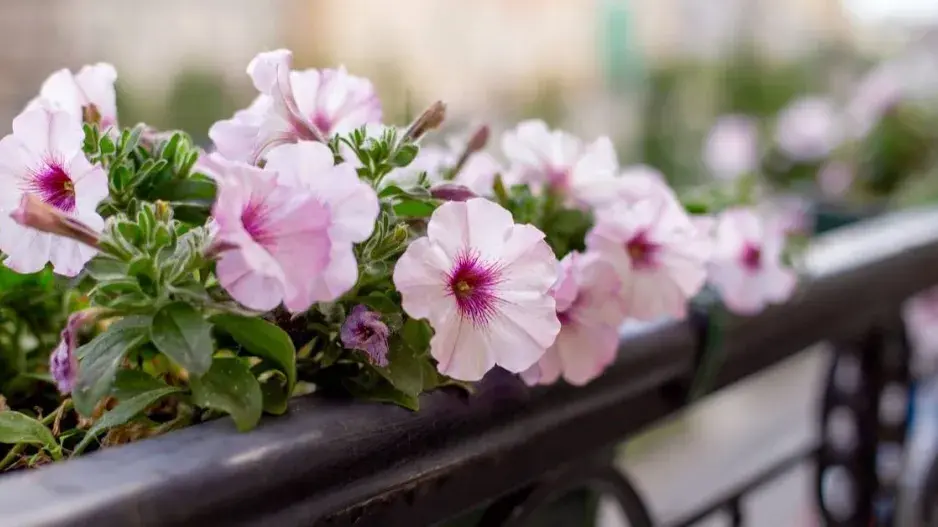 Petúnie v samozavlažovacím truhlíku Petúnie v samozavlažovacím truhlíku
