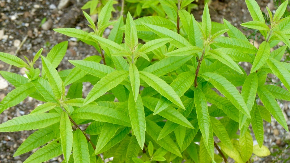 Aloisie trojlistá (Aloysia triphylla)