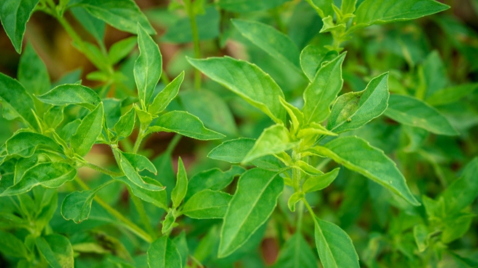 Citronová bazalka (Ocimum basilicum 'Lime')