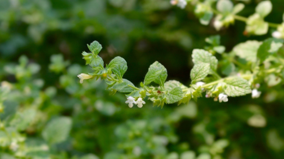 Citronová meduňka (Melissa officinalis, kultivary 'Citronela', 'Citra' nebo 'Lime')