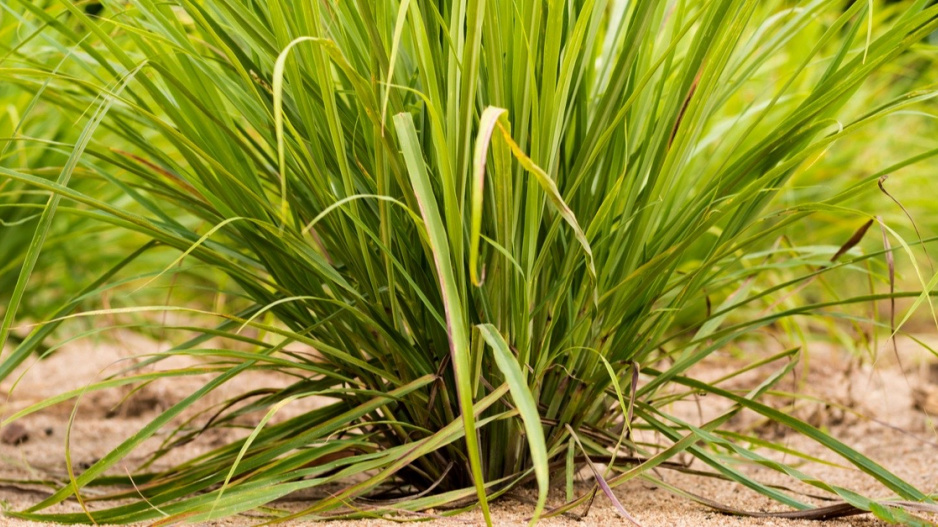 Citronová tráva neboli voňatka citronová (Cymbopogon citratus)