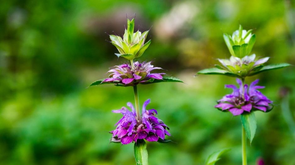 Zavinutka citronová (Monarda citriodora)