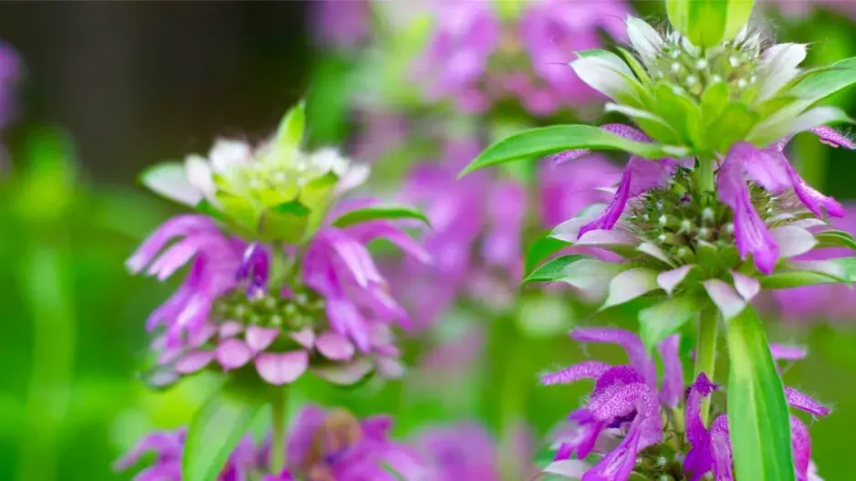 Zavinutka citronová (Monarda citriodora)