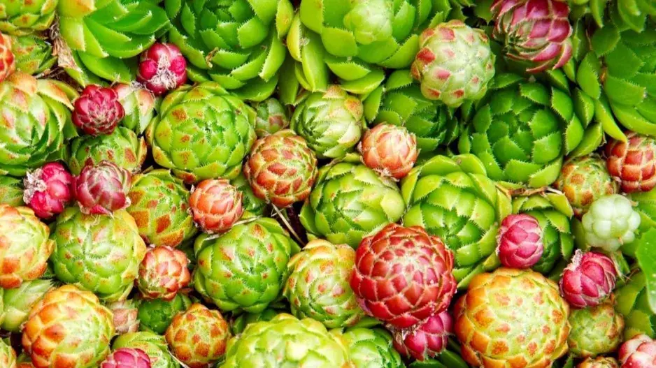 Netřeskovec výběžkatý (Jovibarba globifera) Netřeskovec výběžkatý (Jovibarba globifera)