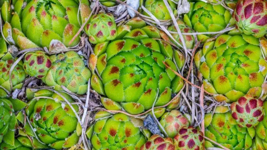 Netřeskovec výběžkatý (Jovibarba globifera subsp. allionii) Netřeskovec výběžkatý (Jovibarba globifera subsp. allionii)