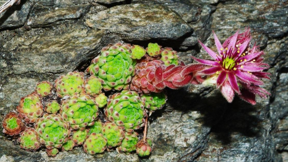 Netřesk horský (Sempervivum montanum)