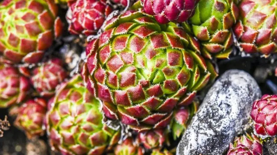 Netřeskovec výběžkatý (Jovibarba globifera) Netřeskovec výběžkatý (Jovibarba globifera)