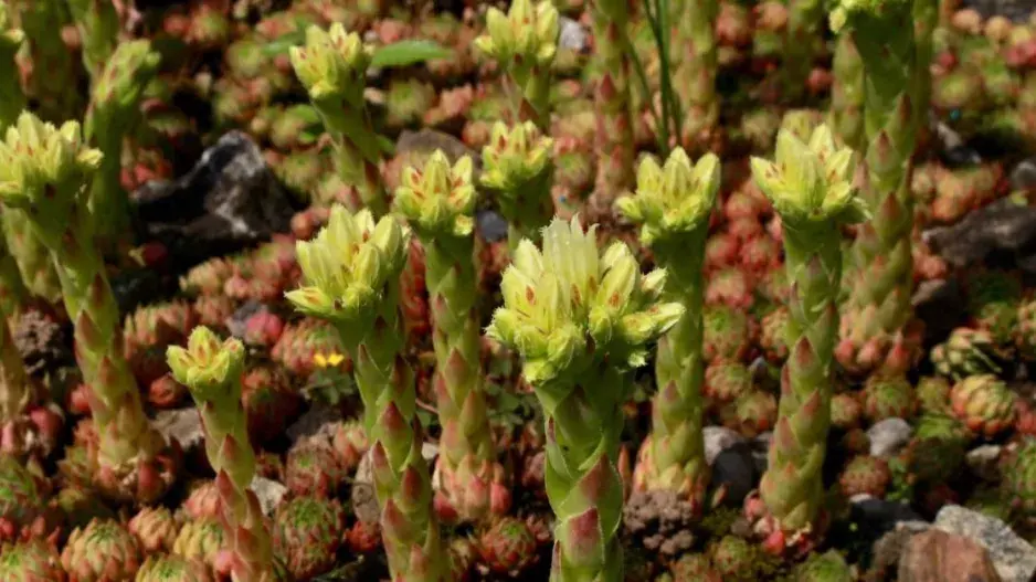 Netřeskovec výběžkatý (Jovibarba globifera) Netřeskovec výběžkatý (Jovibarba globifera)