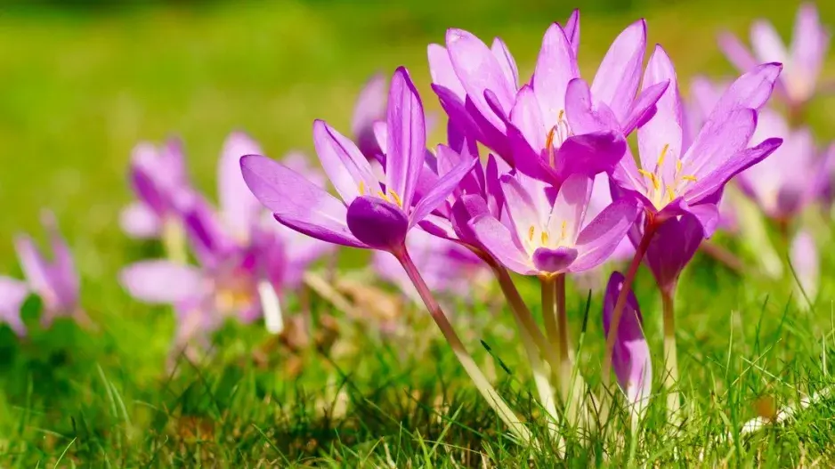 Ocún jesenní (Colchicum autumnale)