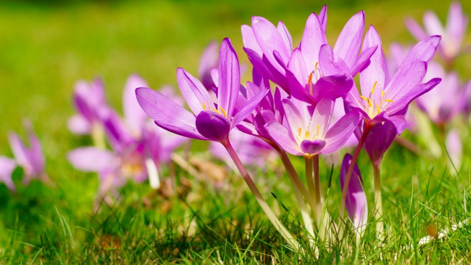 Ocún jesenní (Colchicum autumnale)