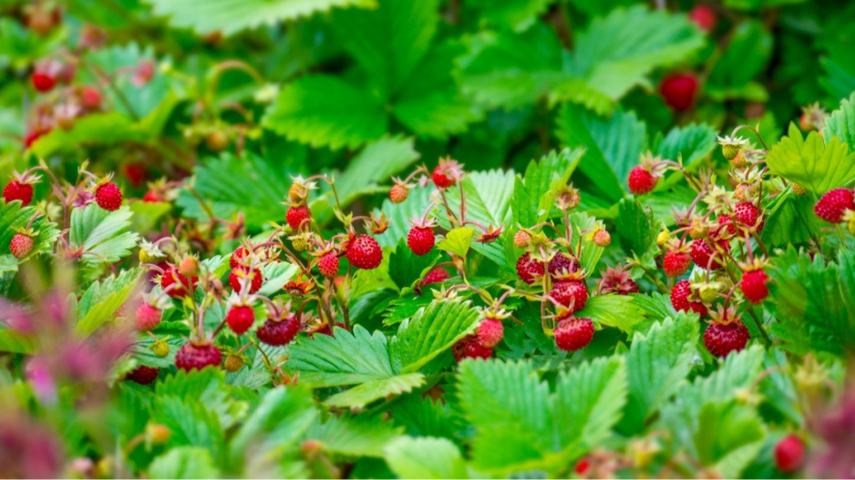 Jahodník obecný (Fragaria vesca)