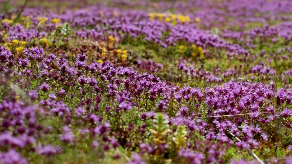 Mateřídouška úzkolistá (Thymus serpyllum)