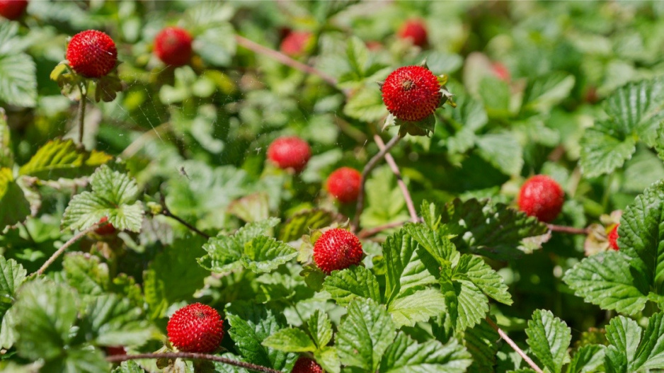 Jahodka nebo také pajahodka indická (Duchesnea indica)