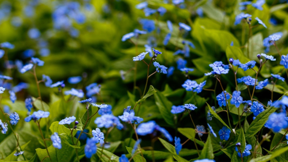 Pupkovec jarní (Omphalodes verna)