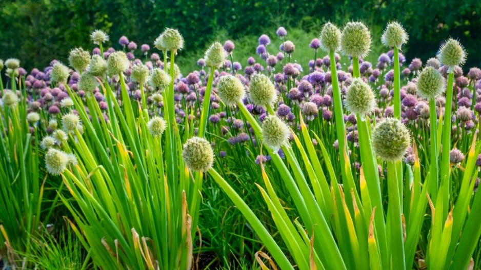 Cibule zimní (Allium fistulosum)