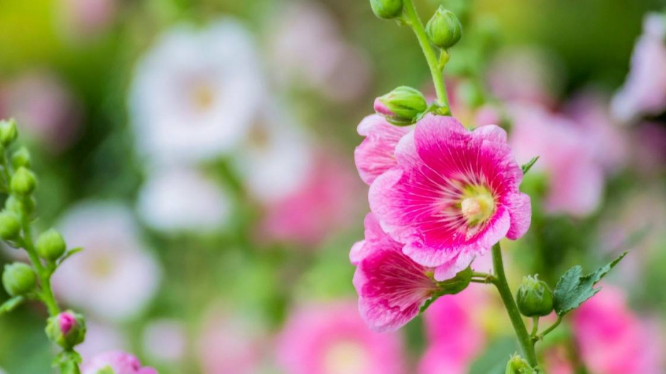 Topolovka růžová (Alcea rosea)