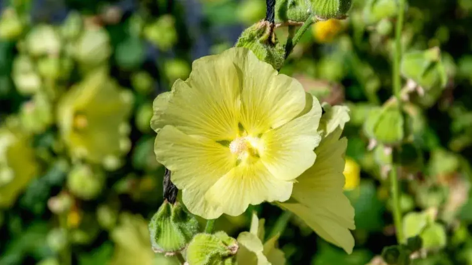 Topolovka vráskatá (Alcea rugosa) Topolovka vráskatá (Alcea rugosa)