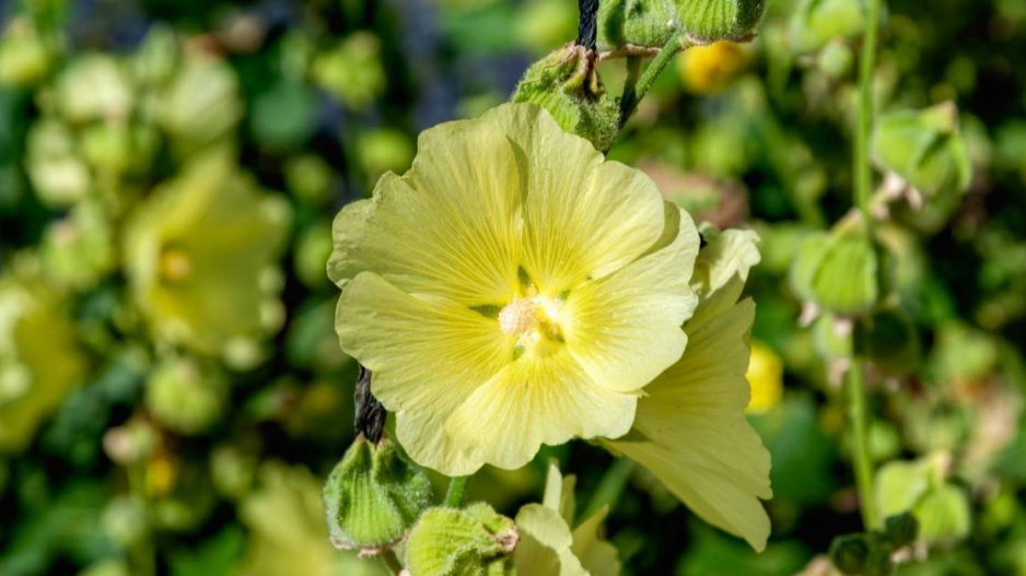 Topolovka vráskatá (Alcea rugosa)