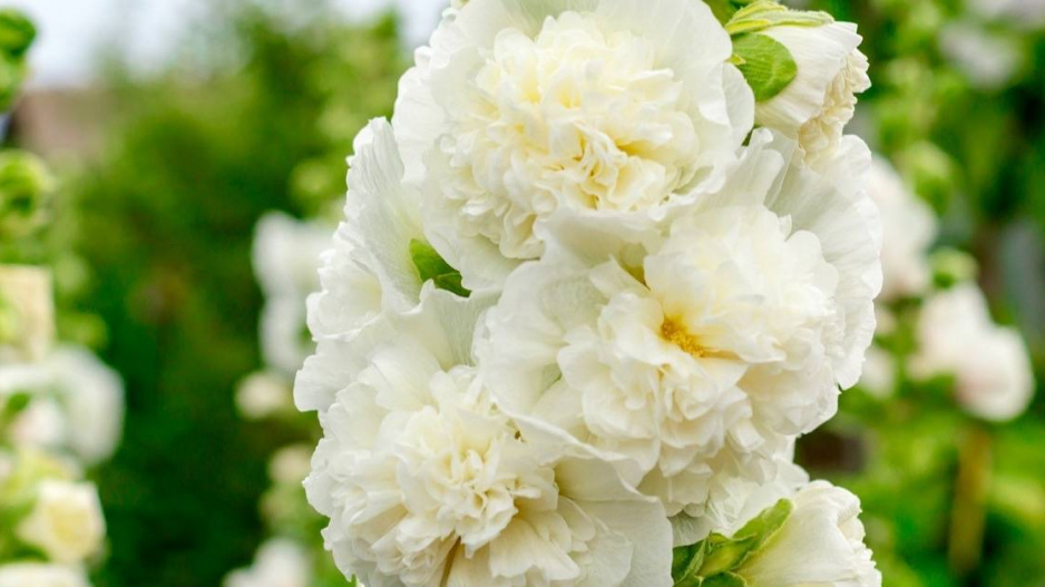 Plnokvětá a bíle kvetoucí odrůda topolovky růžové (Alcea rosea)