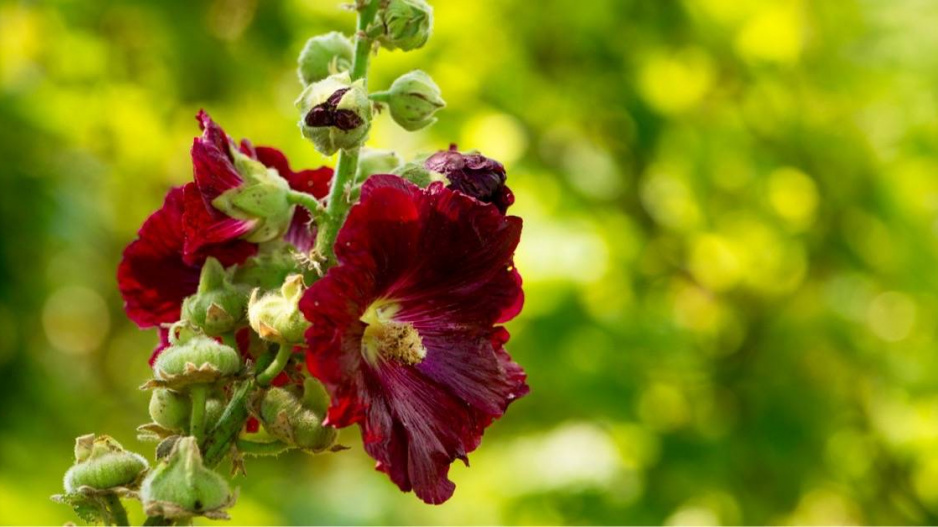 Hnědočervené květy topolovky růžové (Alcea rosea)