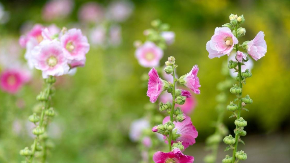 Topolovka růžová (Alcea rosea)