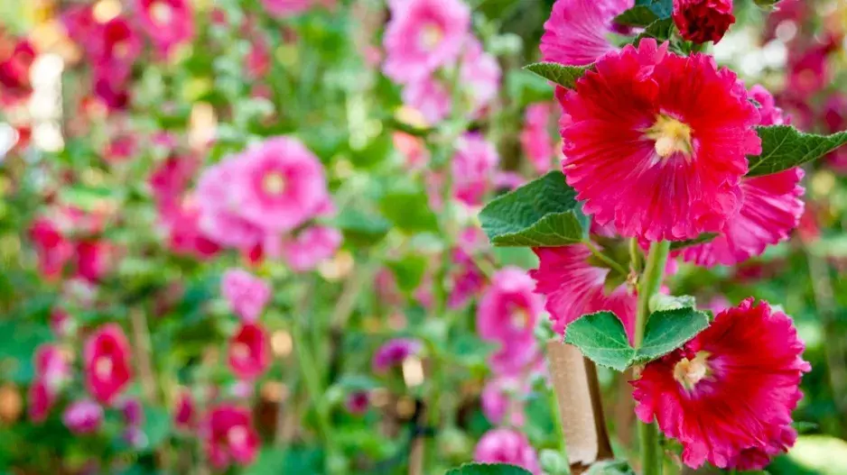 Topolovka růžová (Alcea rosea)