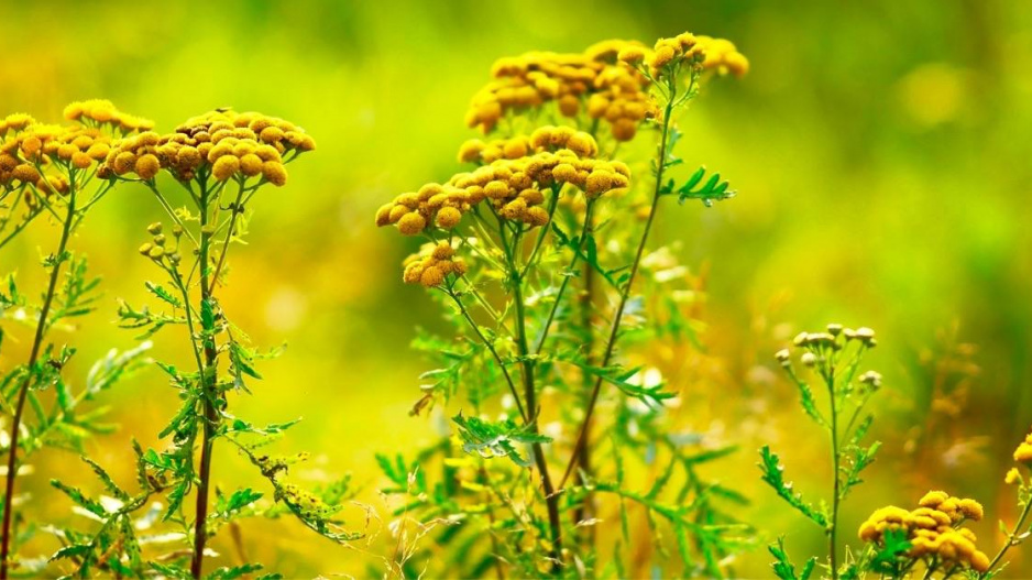 Vratič obecný (Tanacetum vulgare)