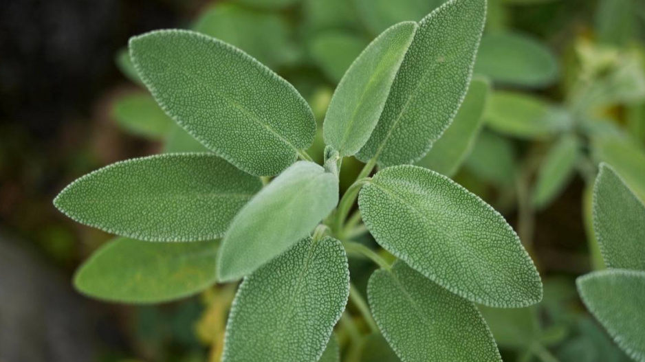 Šalvěj lékařská (Salvia officinalis)