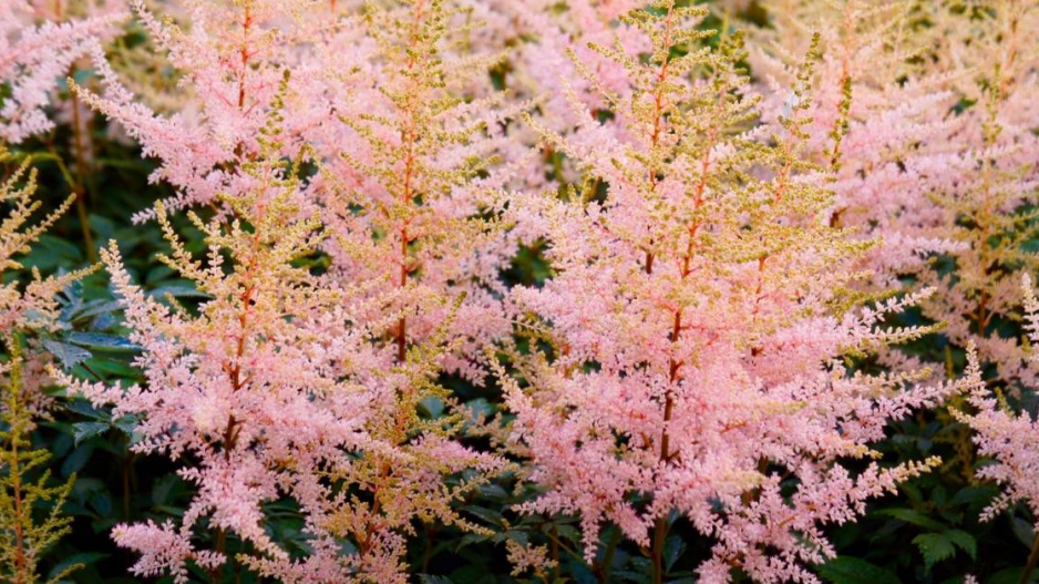 Čechrava (Astilbe simplicifolia)