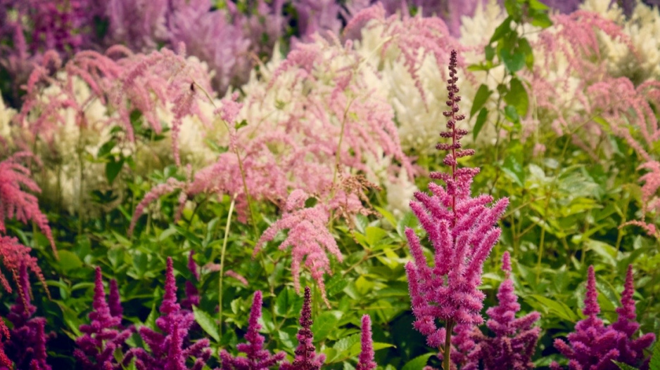 Čechravy (Astilbe)