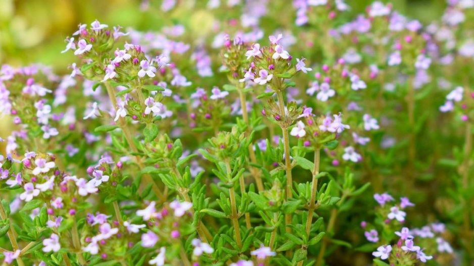 Tymián obecný (Thymus vulgaris)