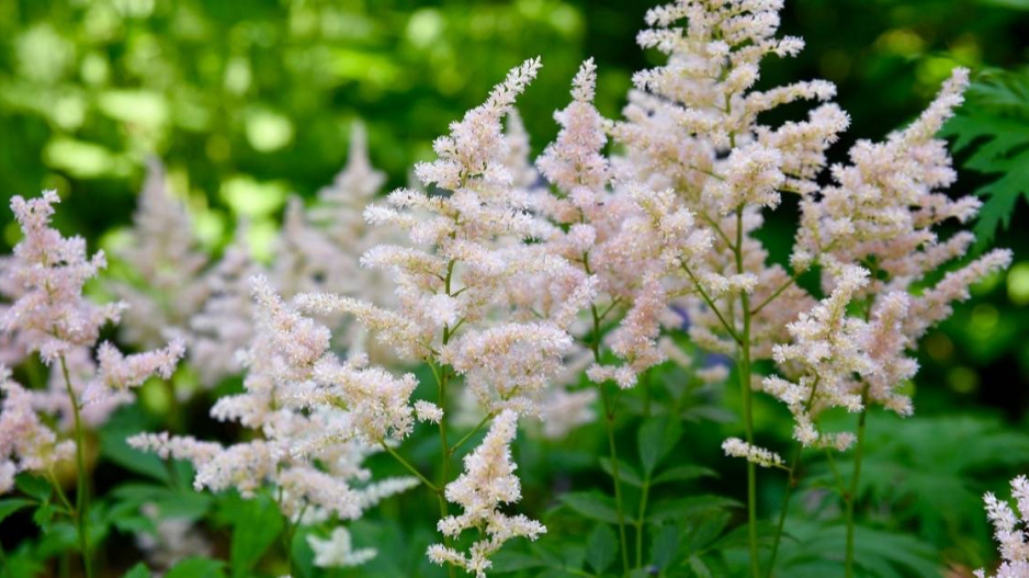 Čechrava čínská (Astilbe chinensis var. pumila)