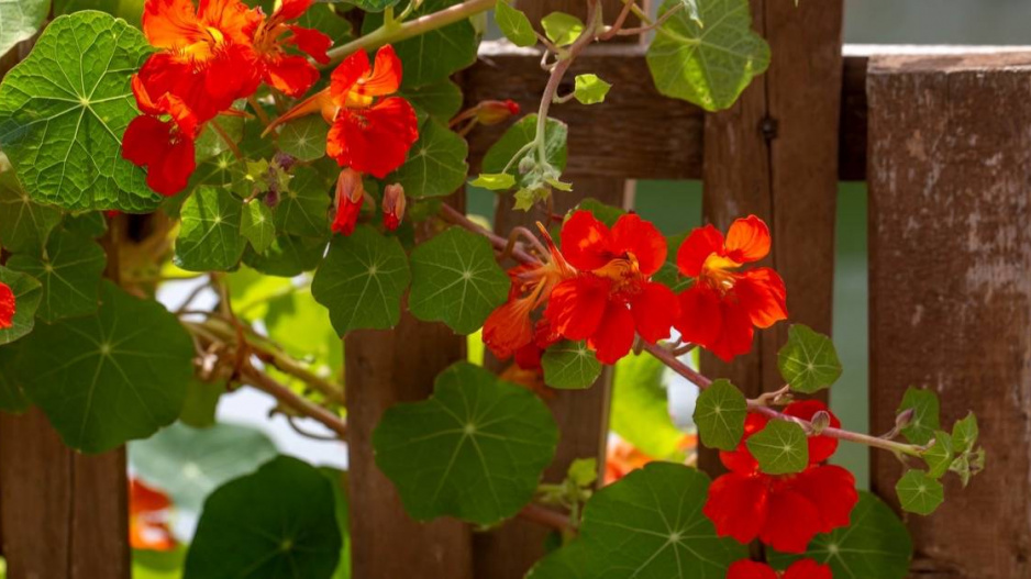 Lichořeřišnice větší (Tropaeolum majus)