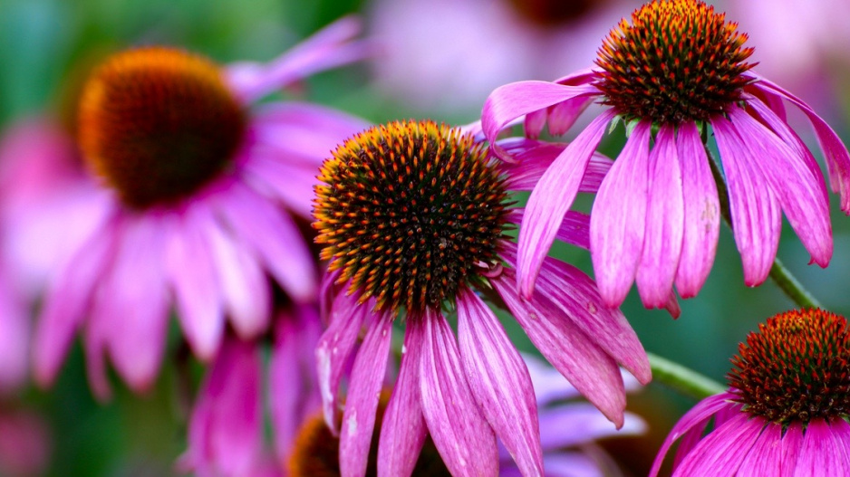 Třapatkovka nachová (Echinacea purpurea)