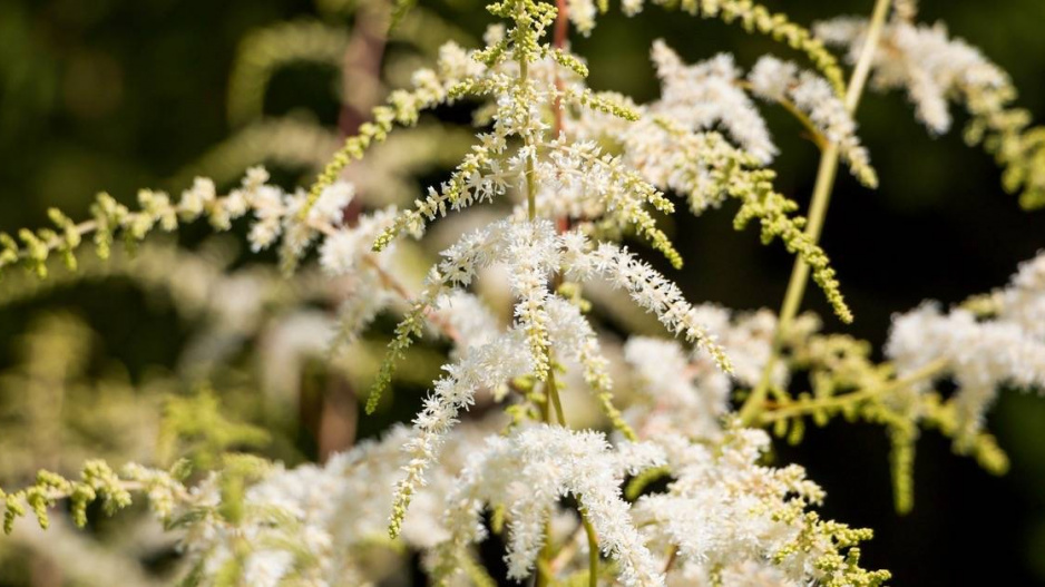 Čechrava Thunbergova (Astilbe thunbergii)