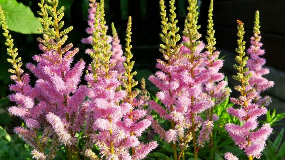 Čechrava zahradní (Astilbe x arendsii)