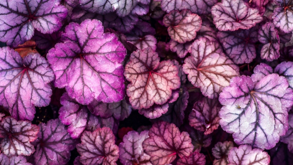 Dlužicha (Heuchera) 'Obsidian'