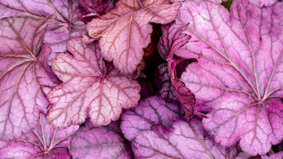 Dlužicha (Heuchera) 'Wild Rose'