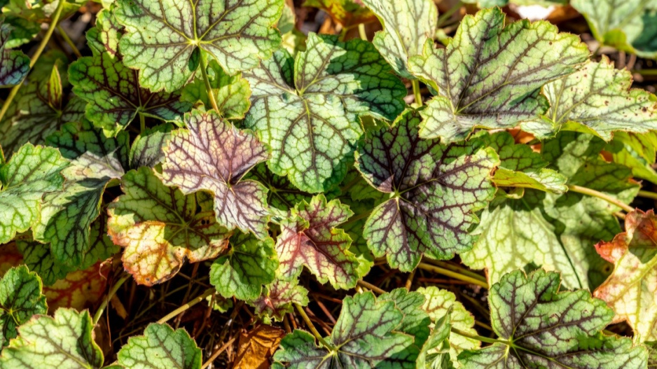 Dlužicha (Heuchera) 'Green Spice'